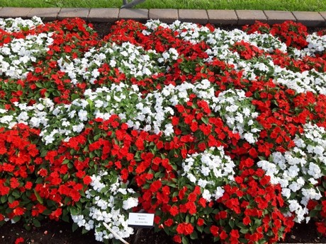 Red and White Flowers for Petrolia in Bloom 2021 Theme