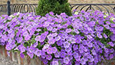 Purple Flowers